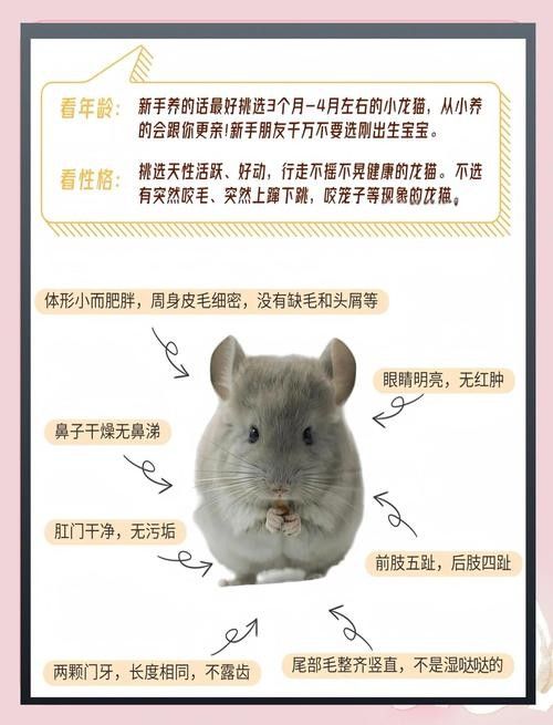 龍貓與哪些寵物可以一起養？