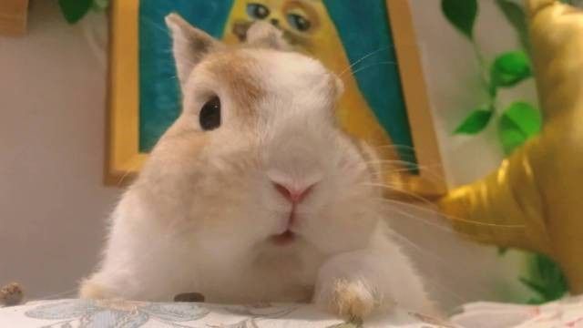龍貓與哪些寵物可以一起養？