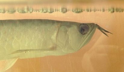 龍魚魚眼有白膜怎么回事：龍魚魚眼出現(xiàn)白膜可能是由于細(xì)菌感染所致，需及時(shí)治療 龍魚魚眼有白膜怎么回事：龍魚魚眼出現(xiàn)白膜可能是由于細(xì)菌感染所致，需及時(shí)治療 龍魚百科 第2張