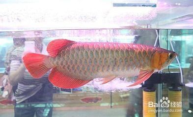 金龍魚用什么顏色的燈光：關于金龍魚適用的燈光顏色的詳細解釋