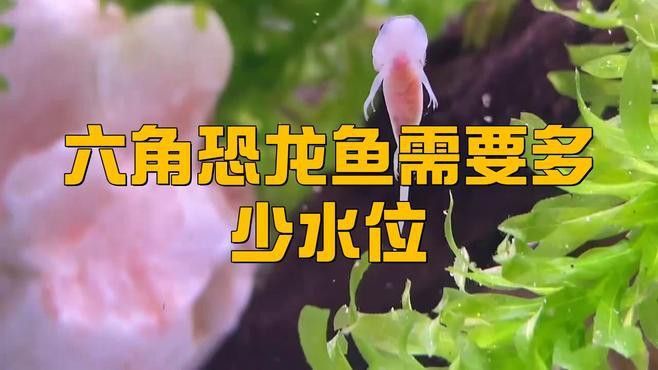 六角龍魚水深多少合適釣魚
