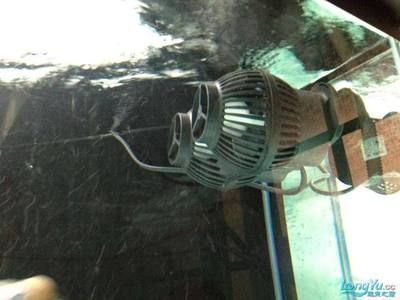 龍魚換水后趴缸怎么辦