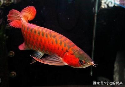 最貴紅龍魚價(jià)格表：最貴的龍魚價(jià)格可以達(dá)到數(shù)十萬(wàn)甚至數(shù)百萬(wàn)元人民幣