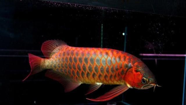 紅龍魚側線發黑什么原因：紅龍魚側線發黑可能由多種原因引起，