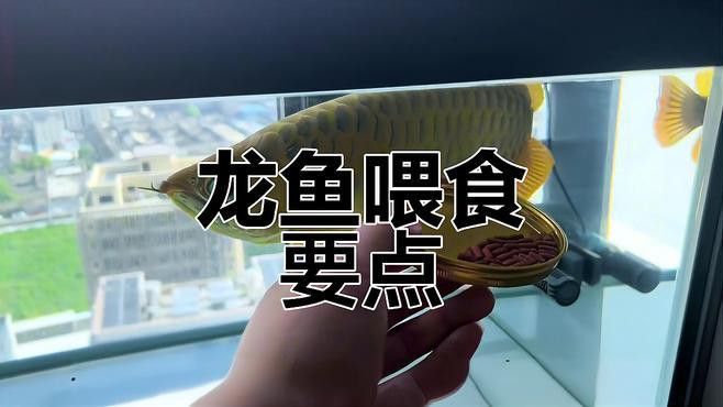 抱珠龍魚多久喂一次食物