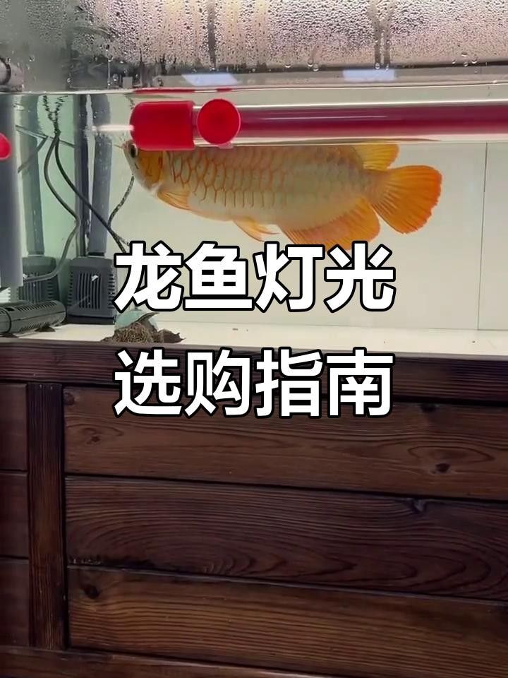 龍魚(yú)缸燈哪種品牌好？