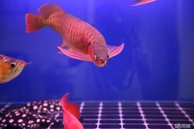 龍魚疾病防治中心電話：青島龍魚醫生的電話號碼