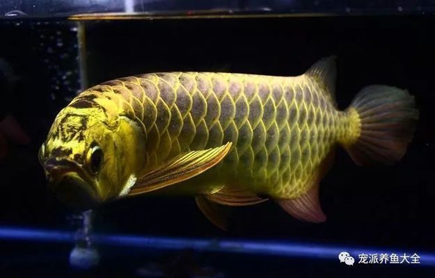龍魚的孵化繁殖過程：龍魚孵化繁殖的詳細過程