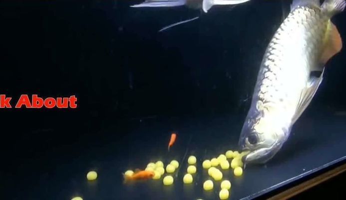 龍魚的孵化繁殖過程：龍魚孵化繁殖的詳細過程