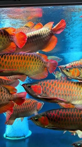 印尼紅龍魚圖片大全高清大圖