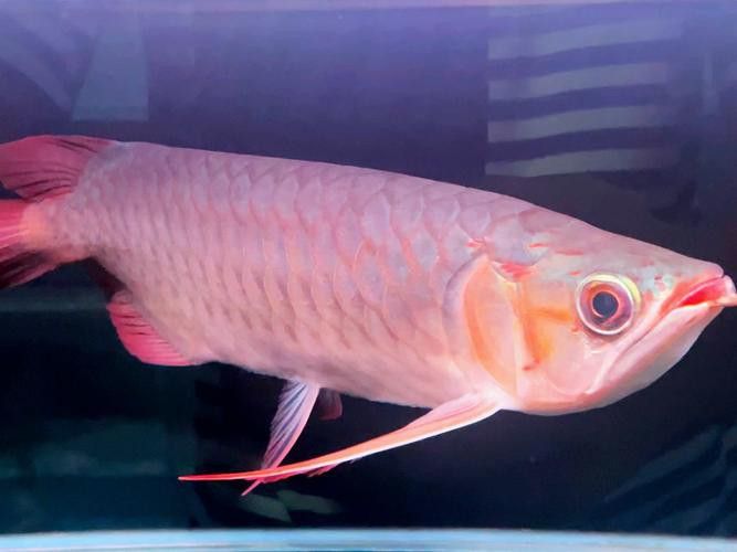 印尼紅龍魚圖片大全高清大圖