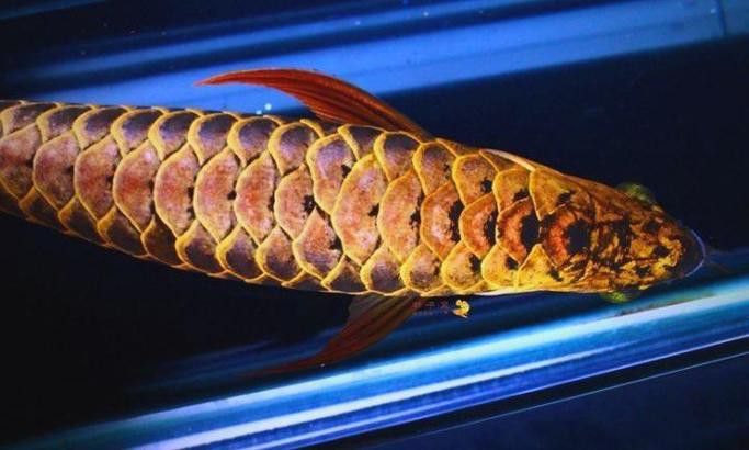 印尼紅龍魚圖片大全高清大圖