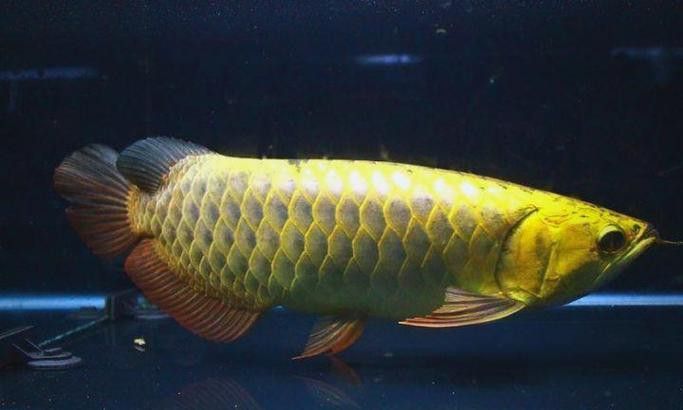 印尼紅龍魚圖片大全高清大圖