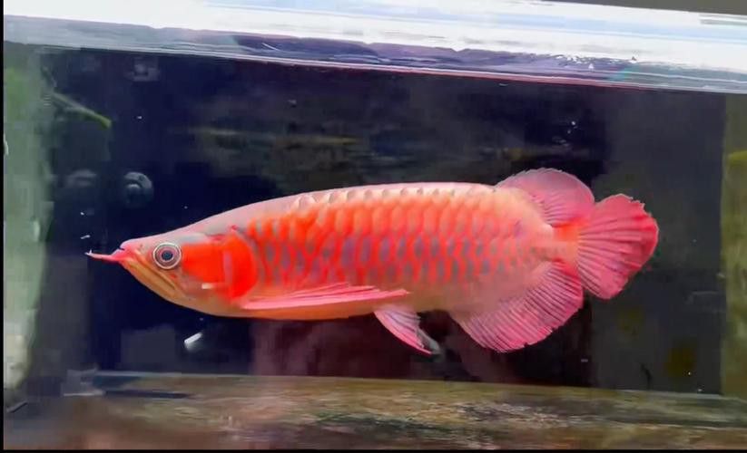 印尼紅龍魚圖片大全高清大圖