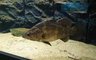 新買的龍魚多久才能熟悉環境：新買的龍魚一般需要一周左右的時間才能熟悉新環境