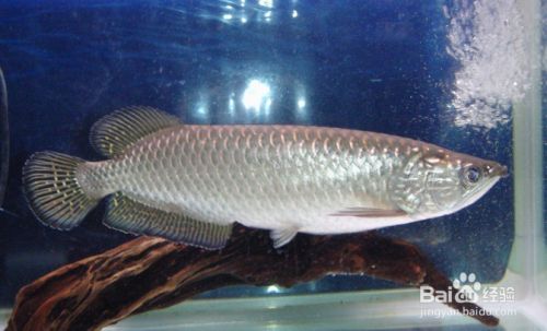 龍魚如何養好看（龍魚的飼養方法）