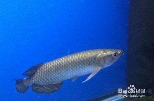 龍魚如何養好看（龍魚的飼養方法）