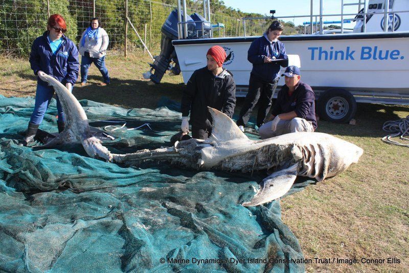 鯨魚厲害還是鯊魚厲害
