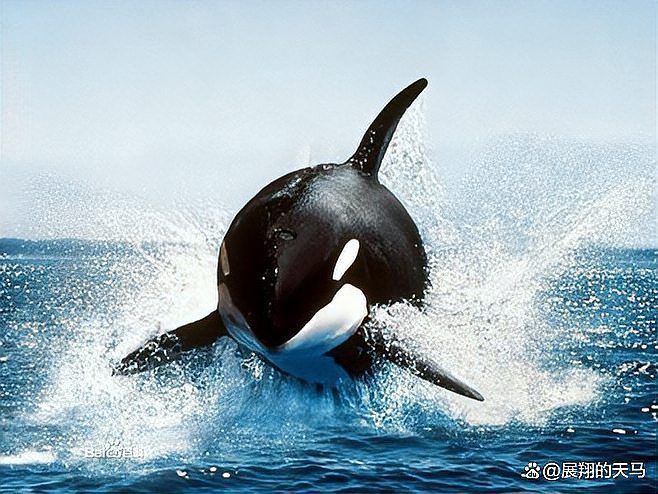 鯨魚厲害還是鯊魚厲害