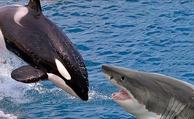 鯨魚厲害還是鯊魚厲害