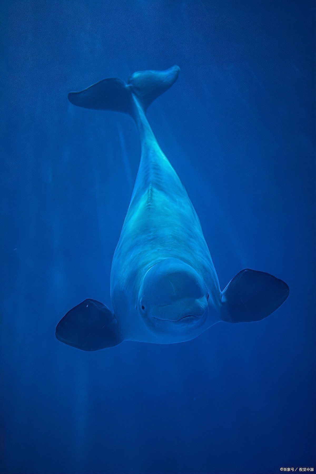 鯨魚厲害還是鯊魚厲害
