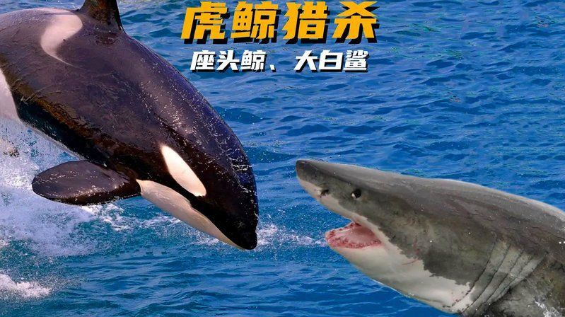 鯨魚厲害還是鯊魚厲害