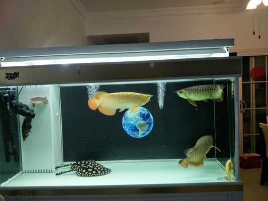 如何減少龍魚的領(lǐng)地爭斗：減少龍魚的領(lǐng)地爭斗的方法