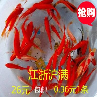七彩金龍魚是冷水魚嗎（七彩金龍魚不是冷水魚，而是熱帶淡水觀賞魚）