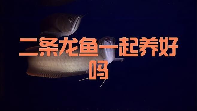 混養金龍魚需要多大的魚缸？