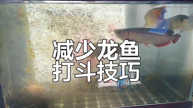 混養金龍魚需要多大的魚缸？
