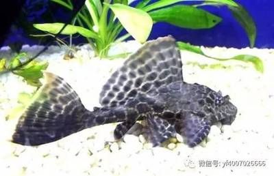一般龍魚混養幾天開始打架：龍魚混養打架的具體時間