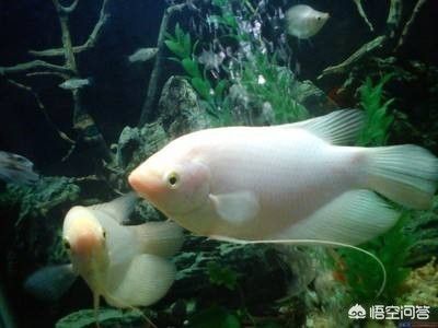 龍魚和招財能混養嗎（龍魚和招財魚可以混養嗎）