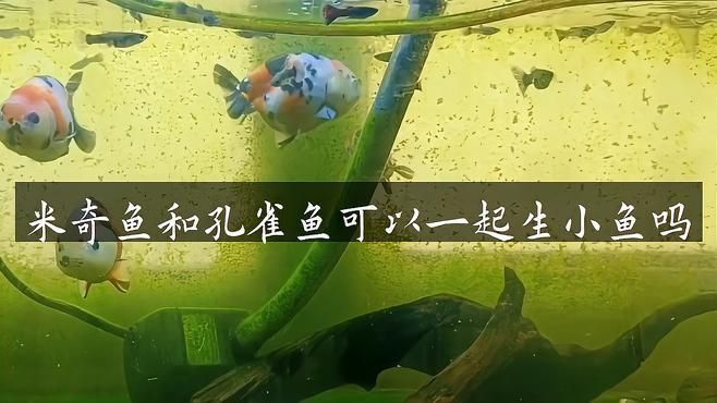 米奇魚和孔雀魚雜交
