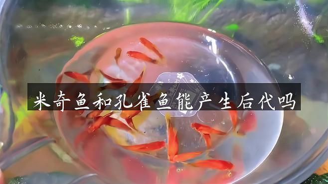 米奇魚和孔雀魚雜交