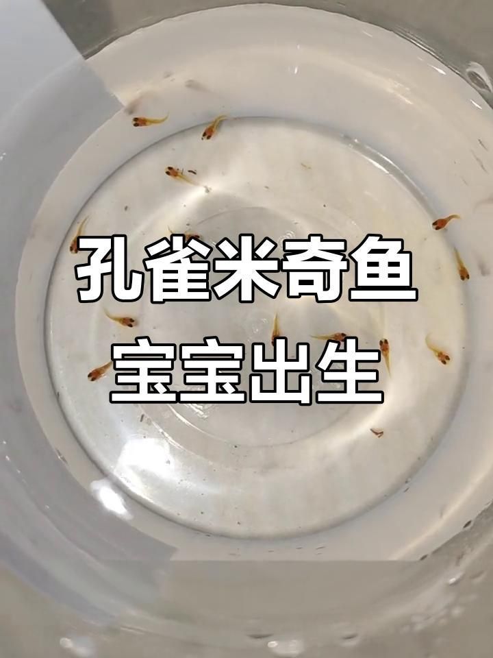 米奇魚和孔雀魚雜交