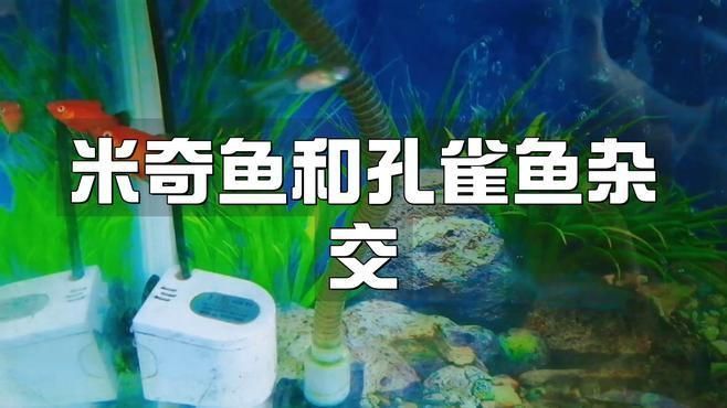 米奇魚和孔雀魚雜交