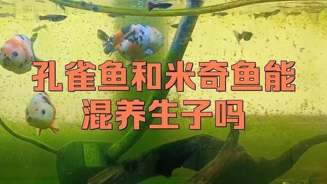 米奇魚和孔雀魚雜交