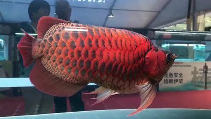 龍魚眼球變白了怎么回事：龍魚眼球變白怎么辦