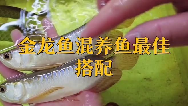 金龍魚能和什么魚混養(yǎng)