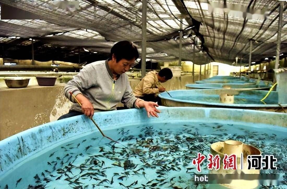 會(huì)城觀嘗龍魚養(yǎng)殖基地【會(huì)城觀賞龍魚養(yǎng)殖基地參觀攻略】