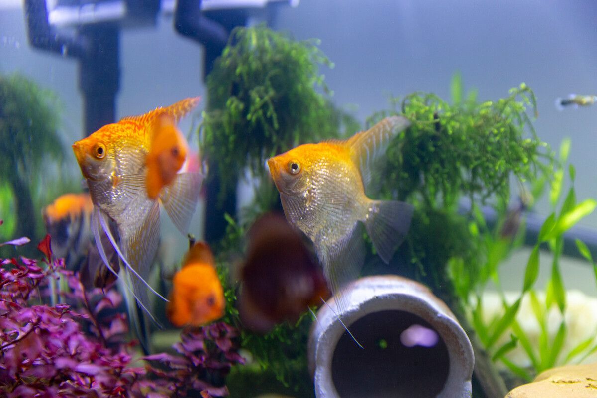 常見觀賞魚名稱：常見的觀賞魚及其命名