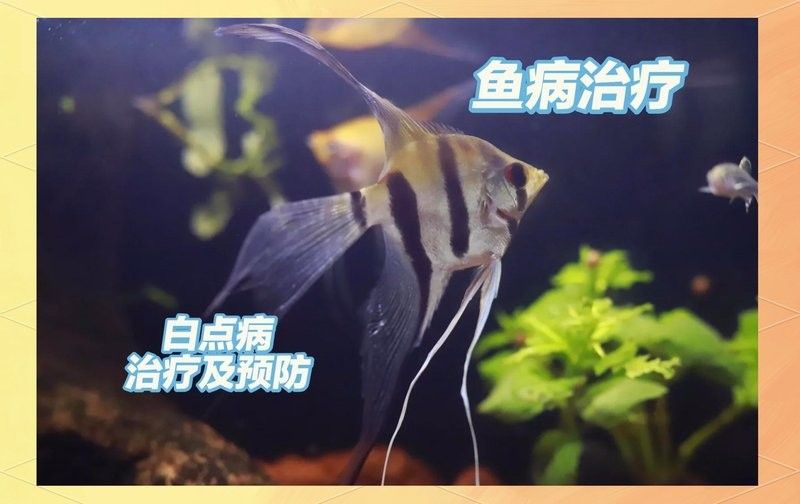 雷龍魚白點病用升溫嗎？ 雷龍魚白點病用升溫嗎？ 龍魚百科 第3張