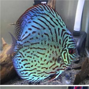 七彩神仙魚可以和金龍魚混養(yǎng)嗎：七彩神仙魚可以與金龍魚混養(yǎng)但需要注意以下幾點