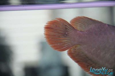 龍魚一年長多少厘米算正常：不同品種龍魚一年正常生長長度是多少