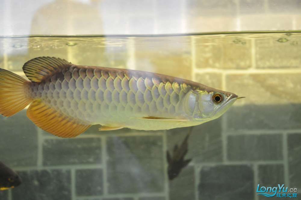 龍魚(yú)一年長(zhǎng)多少厘米算正常：不同品種龍魚(yú)一年正常生長(zhǎng)長(zhǎng)度是多少