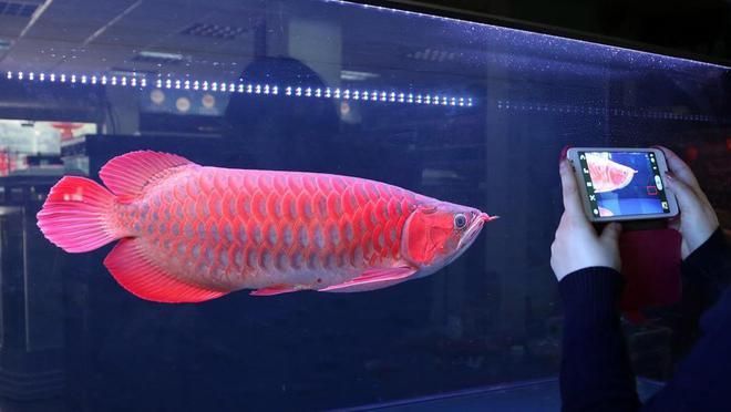 龍魚(yú)一年長(zhǎng)多少厘米算正常：不同品種龍魚(yú)一年正常生長(zhǎng)長(zhǎng)度是多少
