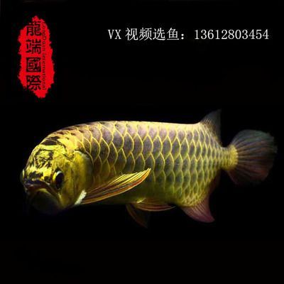 養金龍魚背景圖什么顏色好看：養金龍魚時背景圖的顏色選擇