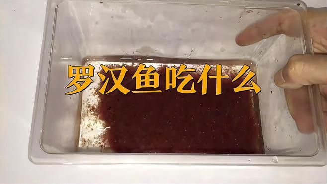 紅龍魚飼料能喂羅漢魚嗎