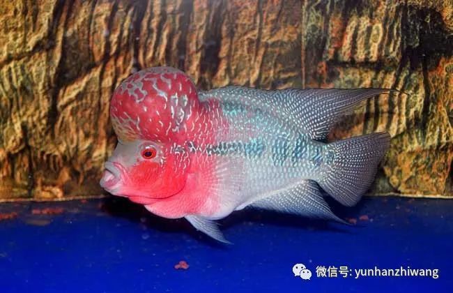 紅龍魚飼料能喂羅漢魚嗎