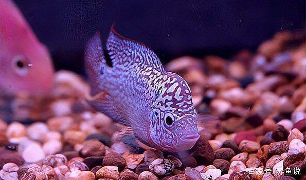 紅龍魚飼料能喂羅漢魚嗎